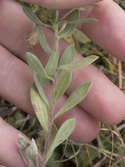 Heterotheca depressa