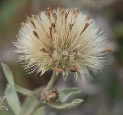 Heterotheca depressa