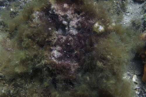 Symphyocladiella dendroidea observed 2023-01-27