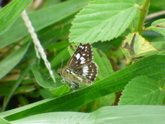 Burnsius adepta