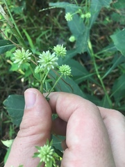 Verbesina walteri
