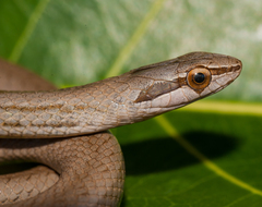 Cubophis cantherigerus