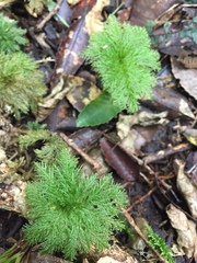 Dendrohypopterygium filiculiforme