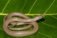 Cubophis cantherigerus