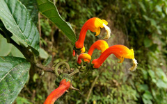 Centropogon granulosus