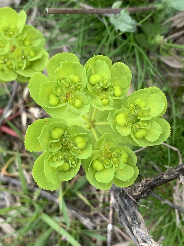 Sun spurge from Blackwater National Wildlife Refuge, Church Creek, MD ...