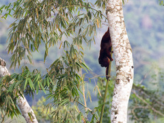 Alouatta
