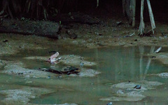 Platemys platycephala