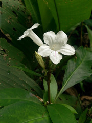 Ruellia proxima
