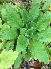 Senecio rufiglandulosus
