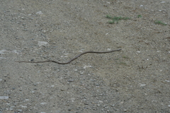 Cubophis cantherigerus