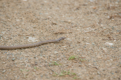 Cubophis cantherigerus