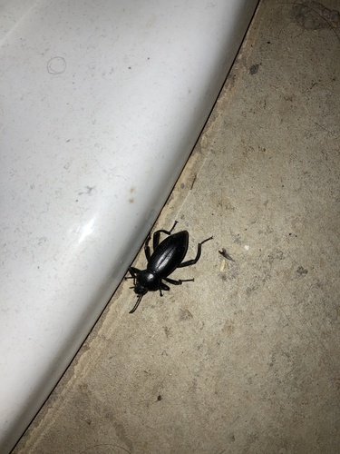 iNaturalist observation photo of Desert Stink Beetles