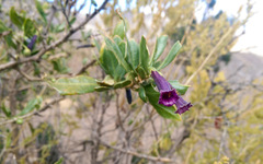 Dunalia spinosa