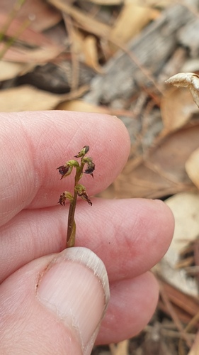 Image of Genoplesium rufum by (c) Rosalie Lawrence, some rights reserved (CC BY)