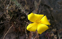 Balbisia verticillata