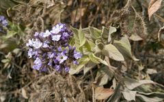 Heliotropium arborescens