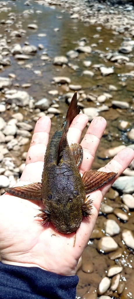 Armoured Catfish