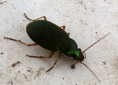 Chlaenius sericeus