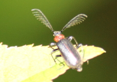 Schizotus cervicalis