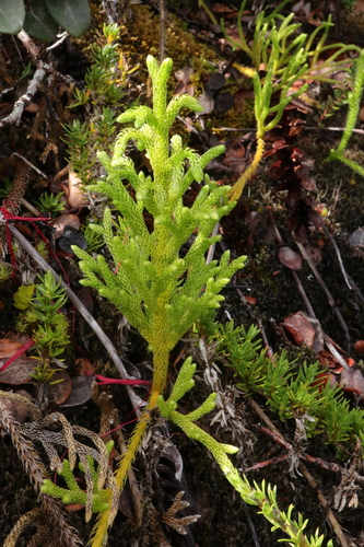 Palhinhaea cernua