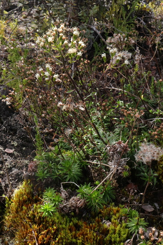 Dubautia scabra observed 2023-03-24