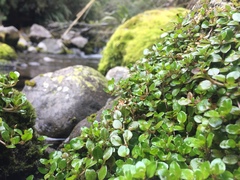 Epilobium nerteroides