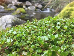 Epilobium nerteroides