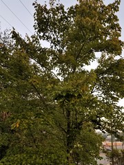 Acer rubrum