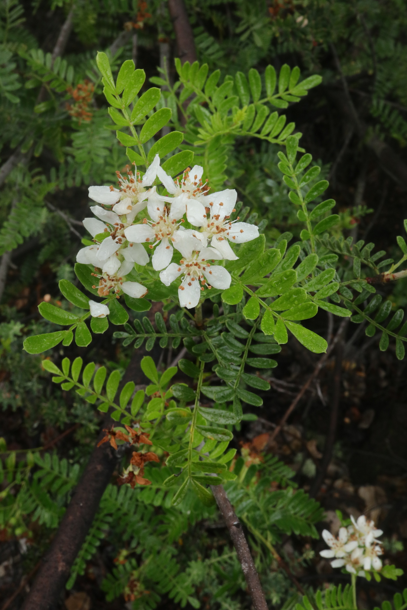 Osteomeles anthyllidifolia