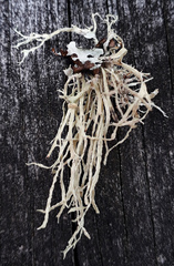 Ramalina pacifica image