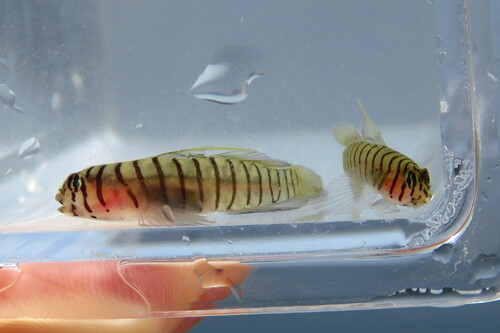 Tiger goby (Tigrigobius macrodon) — Gobiidae — 3