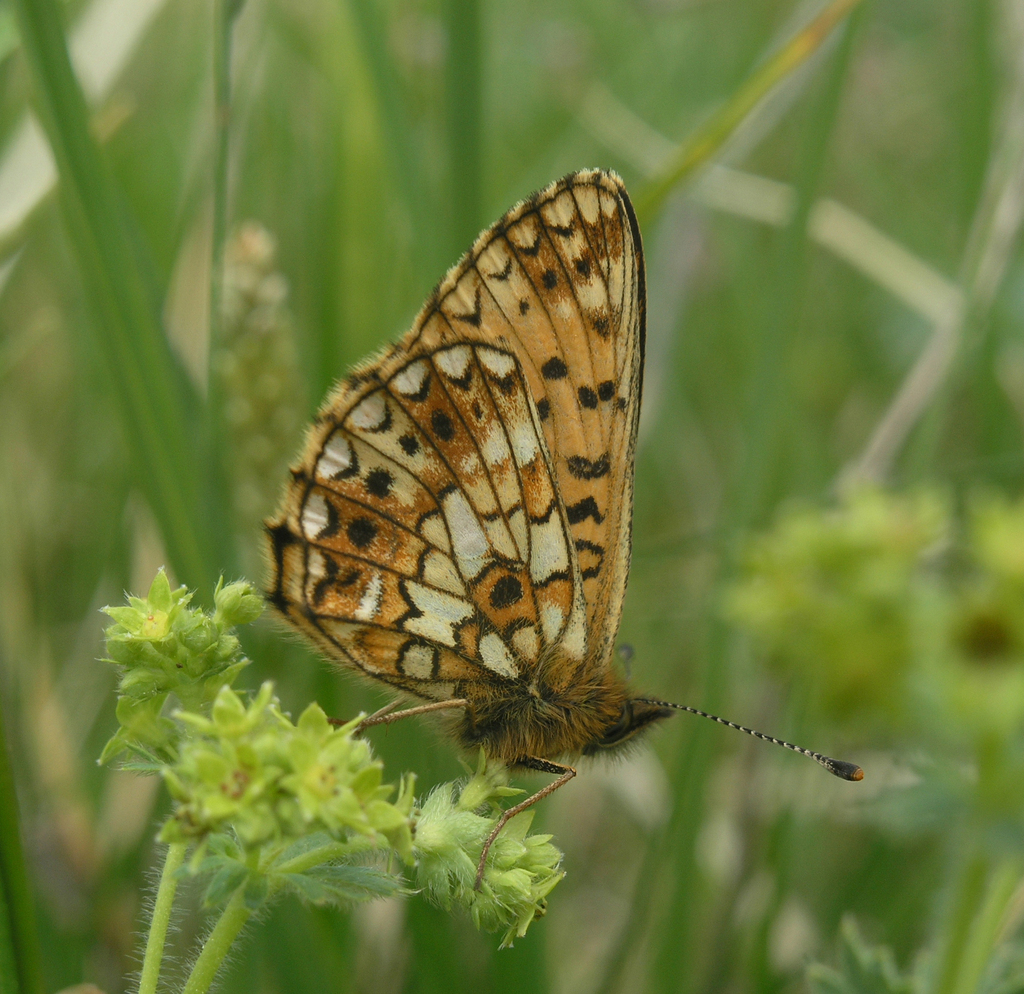 Small Pearl-bordered Fritillary