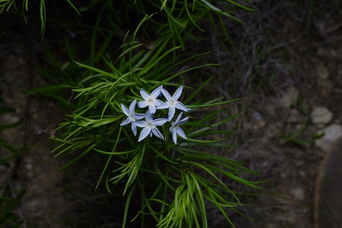 Fringed bluestar (Amsonia ciliata)