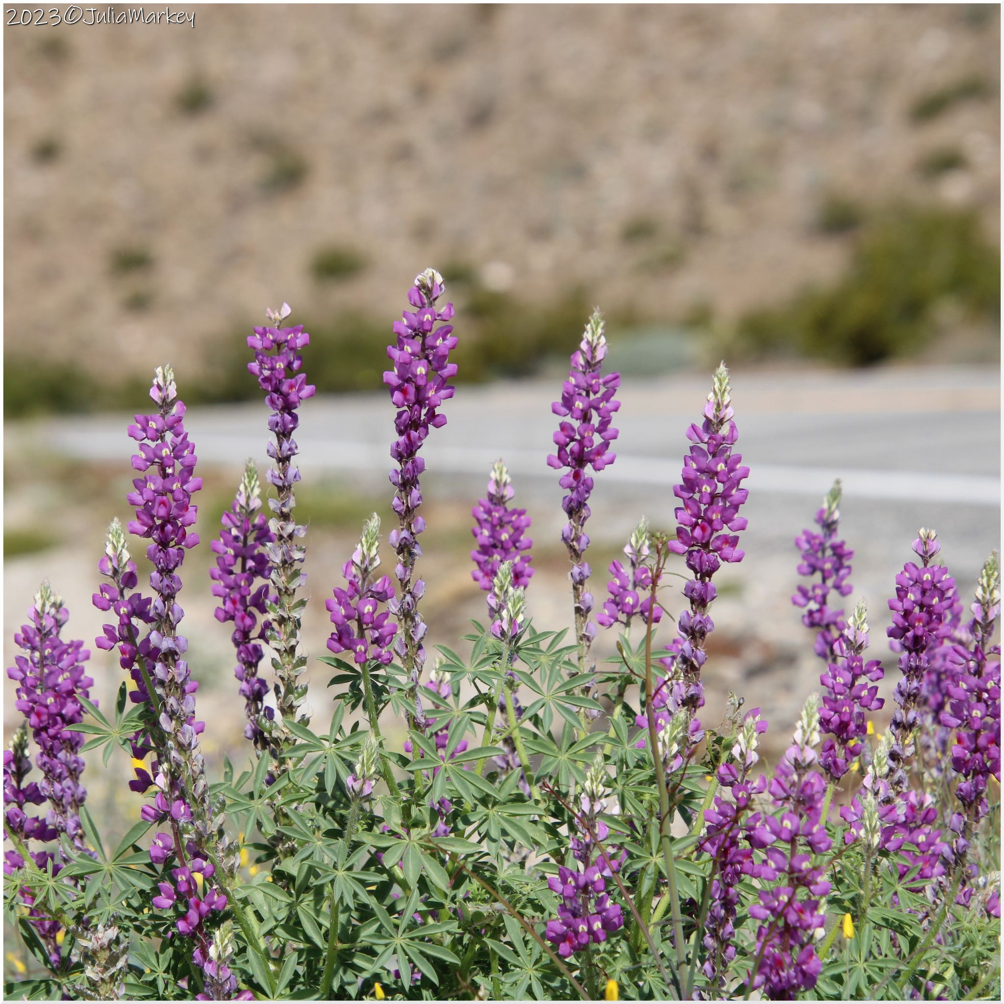 Lupinus arizonicus