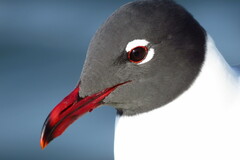 Laughing Gull photo 5