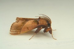 Sacada