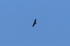 Coragyps atratus image