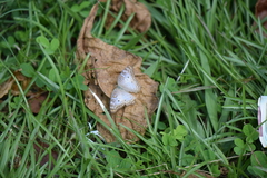 Anartia jatrophae