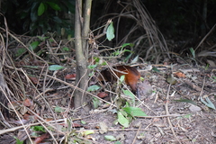 Dasyprocta prymnolopha