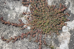 Euphorbia thymifolia
