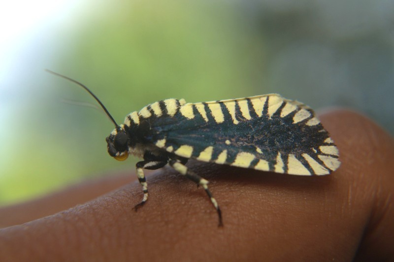 Apsarasa radians