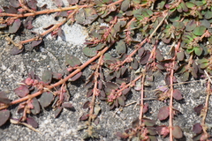 Euphorbia thymifolia