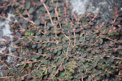 Euphorbia thymifolia