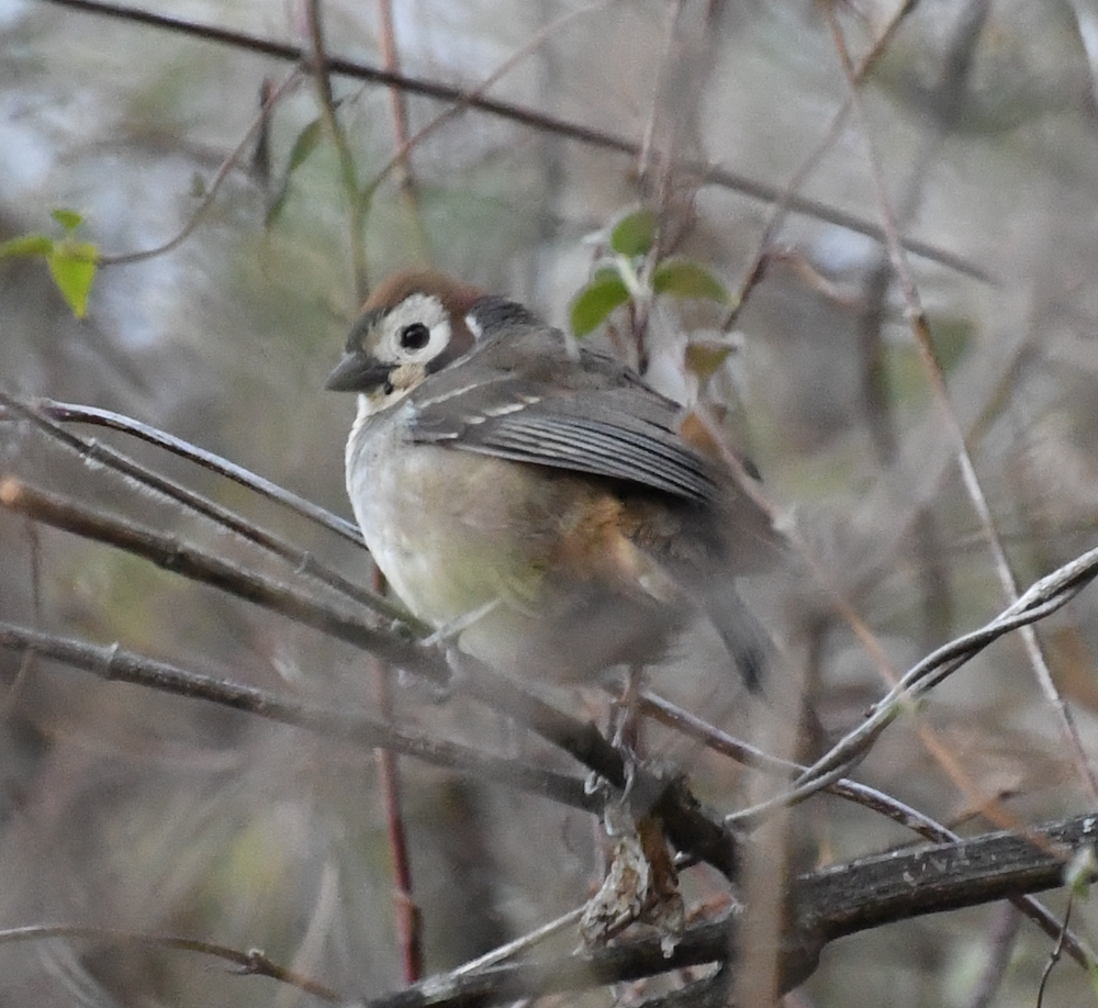 Prevost's Ground-sparrow