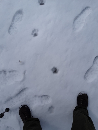 Mountain Lion Tracks – NatureTracking