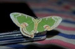Eucyclodes sanguilineata