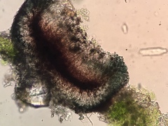 Leimonis erratica