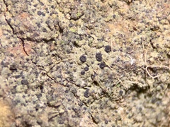 Leimonis erratica