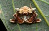 Atkinson's Bird-dropping Spider - Photo (c) Jacky Lien., some rights reserved (CC BY-NC-ND), uploaded by Jacky Lien.